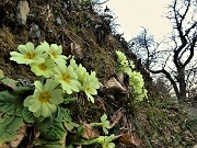 Monte Ubione (875 m) e Corna Marcia (1033 m) da Sopracorna di Ubiale - 3marzo22  - FOTOGALLERY